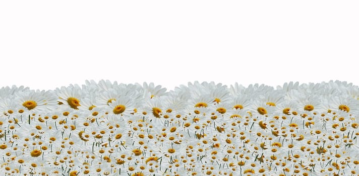 Chamomille field