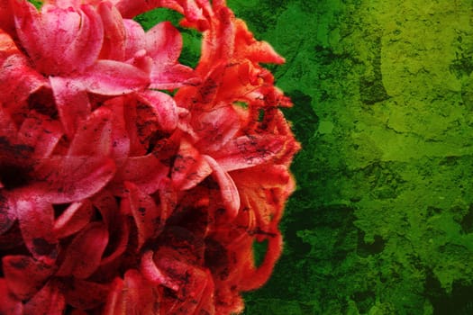 Red flower