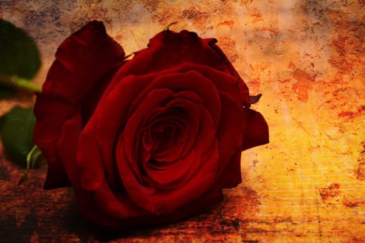 Red rose