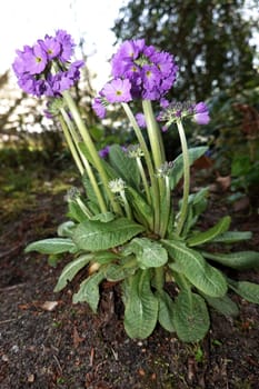 Kugel-Primel (Primula denticulata) - blühende Pflanze im Kurpark, Niedersachsen, Deutschland, Bad Bevensen
