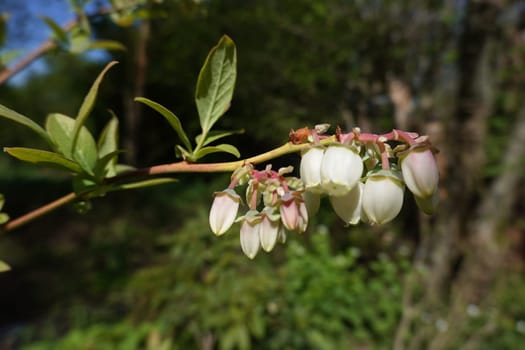 Amerikanische Heidelbeere (Vaccinium corymbosum) - blühende Pflanze