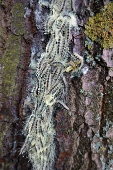 Eichen-Prozessionsspinner (Thaumetopoea processionea) - Nest am Stamm einer Eiche, Nordrhein-Westfalen, Deutschland, Weilerswist