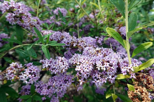 Wechselblaettriger Sommerflieder (Buddleja alternifolia), Hängeflieder, Hänge-Buddleie