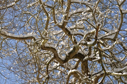 A branch covered in snow