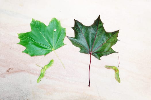 Spitzahorn (Acer platanoides), auch Spitzblättriger Ahorn - Blätter (Unerseite) und Früchte