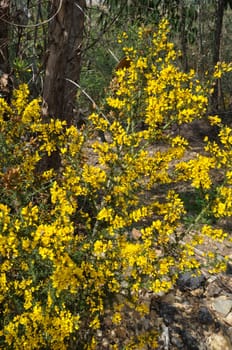 scorpion broom in spring in Portugal