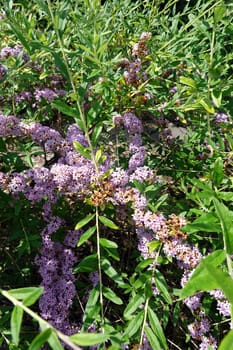 Wechselblaettriger Sommerflieder (Buddleja alternifolia), Hängeflieder, Hänge-Buddleie