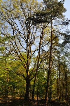 The Communal forest of Saint-Pierre-Les-Elbeuf