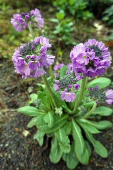 Kugel-Primel (Primula denticulata) - blühende Pflanze im Kurpark, Niedersachsen, Deutschland, Bad Bevensen