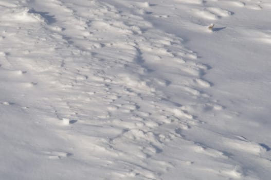 background of fresh snow texture