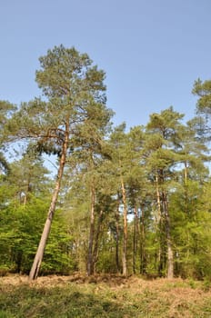 The Communal forest of Saint-Pierre-Les-Elbeuf