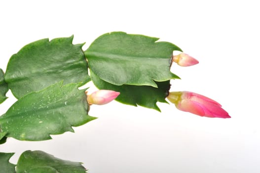 Schlumbergera flowers on a white background