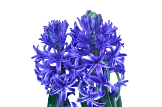 Studio shot of a hyacinth
