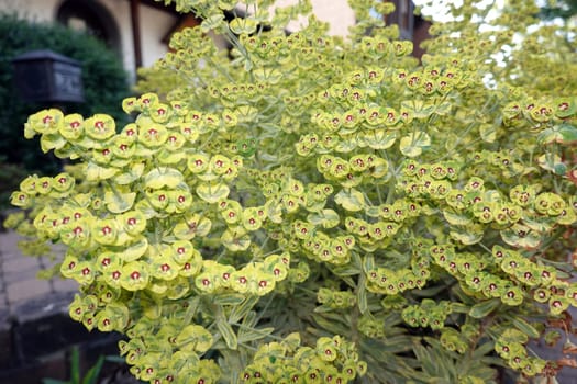 Rouys Wolfsmilch (Euphorbia x martinii) Ascot Rainbow