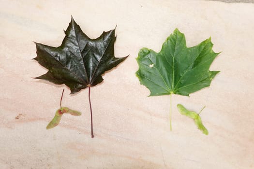 Spitzahorn (Acer platanoides), auch Spitzblättriger Ahorn - Blätter (Oberseite) und Früchte