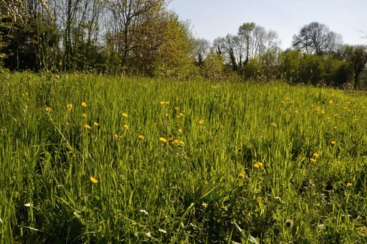 A meadow in Normandy in spring.