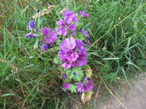 Flowering wild mallow by the wayside, Malva sylvestris