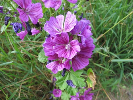 Flowering wild mallow by the wayside, Malva sylvestris