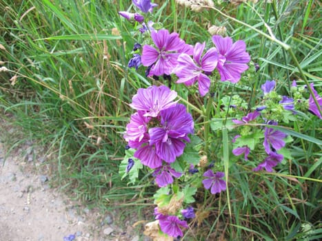Flowering wild mallow by the wayside, Malva sylvestris