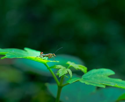 Scorpionfly - panorpidae- sitting on a green leaf in a forest