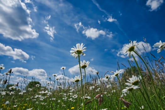 shiny daisies on a wide meadow, worms eye view, sunny blue sky with white clouds