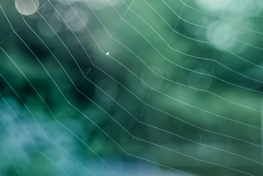 Spiderweb with aestethic bokeh