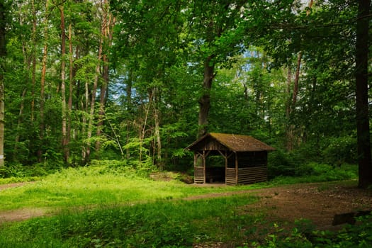 idyllic little forest hut in between trees, a green meadow in front