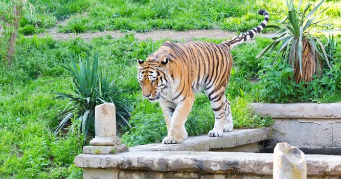 Angry tiger in a wildlife zoo - one of the biggest carnivore in nature.