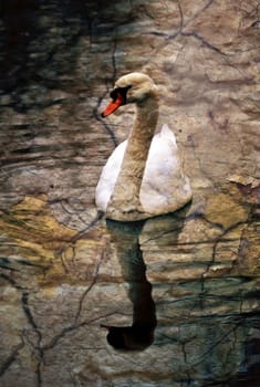 White swan