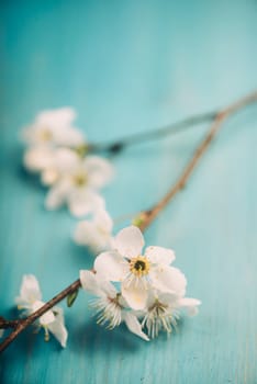 Spring blossom on blue wooden table. Retro filter.