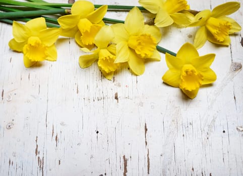 Beautiful fresh narcissus on white wooden table