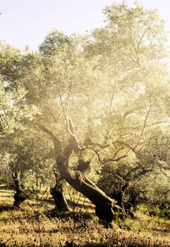 Mediterranean olive trees with sunlight.