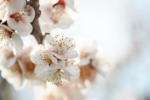 Beautiful cherry blossom closeup