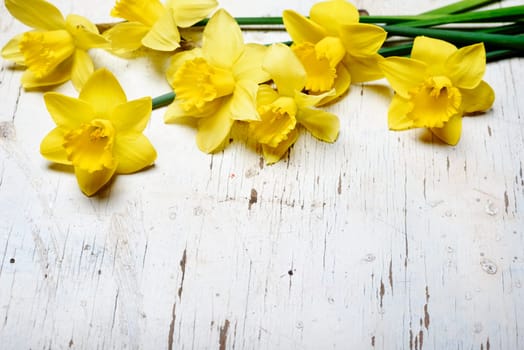 Beautiful fresh narcissus on white wooden table