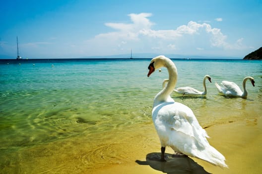Swans on Koukounaries beach in Skiathos, Greece.