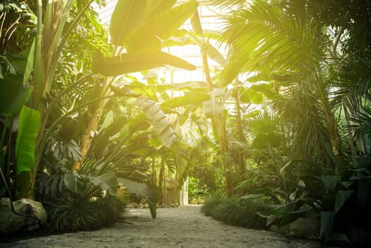 Tropical trees in botanical garden.