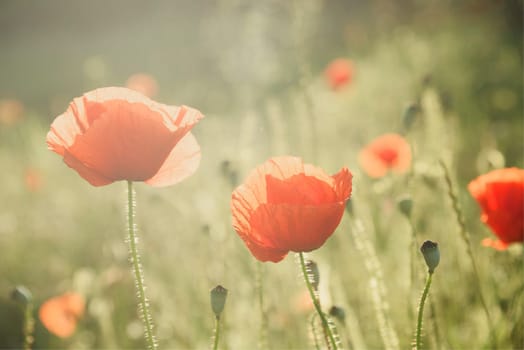 Closeup of poppies in sunny meadow.