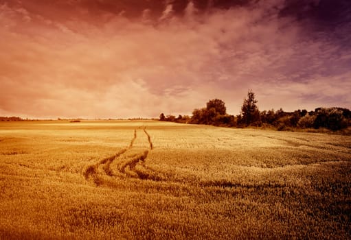 Beautiful golden wheat field in sunset