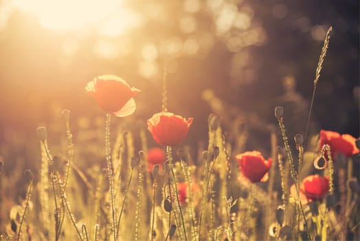 beautiful poppy field with sun rays. Retro style.