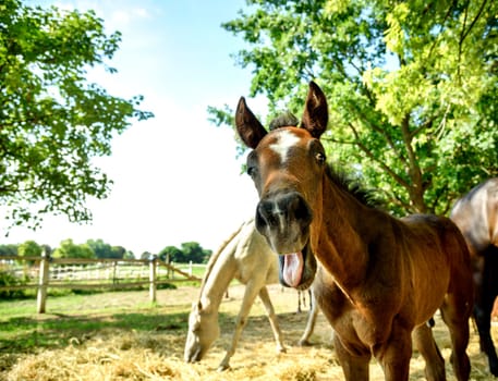 Funny portrait of young chestnut horse