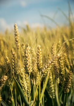 Closeup of wheat ears in field in summer.
