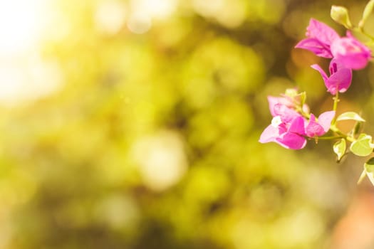 Morning sunlight shine through Pink Bougainvillea Glabra Flower. Beautiful summer nature background