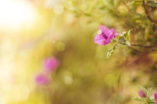 Morning sunlight shine through Pink Bougainvillea Glabra Flower. Beautiful summer nature background