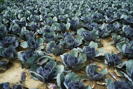 Large vegetable field with red cabbage in summer