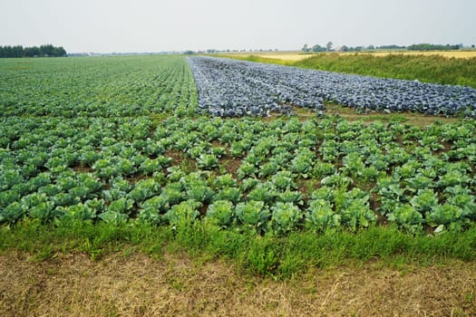 Large vegetable field with different types of cabbage in summer