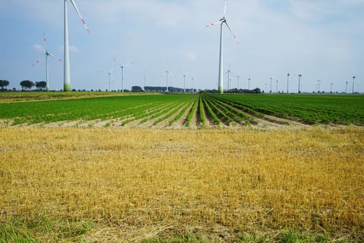Large vegetable field with wind turbines in summer