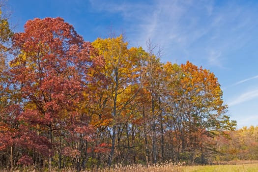 Colorful Trees at the Edge of the Meadow in the Penny Road Pond Preserve in Illinois