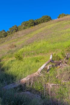 Steep Coastal Hills in Spring Vegetation at the Pismo Preserve Near Pismo Beach, California