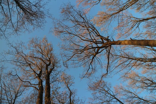 Bare tree trunks reach for the sunlight spring landscape overhead