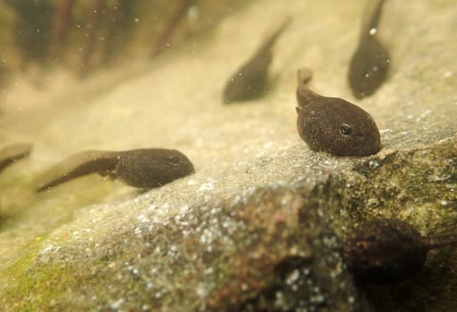 Underwater photo of frog tadpoles in a lake